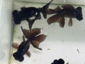Butterfly Moor Black 8-9cm Chinese Fancy Goldfish - Newlyn-pets - Newlyn-pets - 