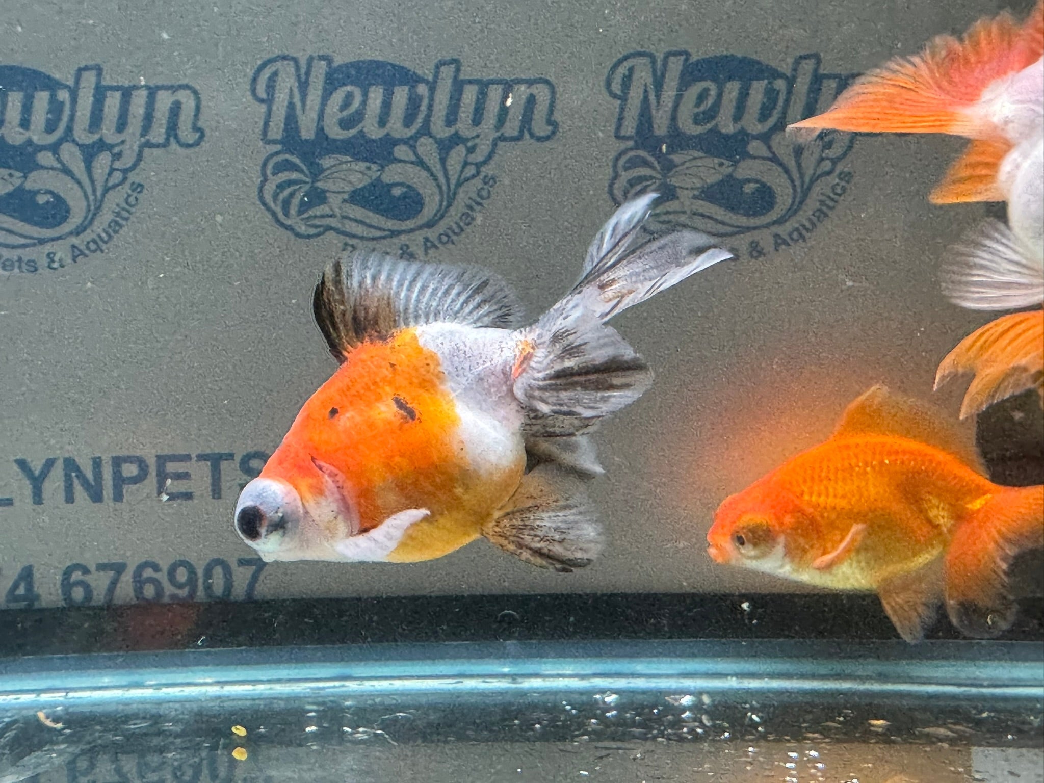 Butterfly Moor Fancy Goldfish 6 - 8cm Assorted colours (BF5B) - Newlyn - pets - Newlyn - pets - 