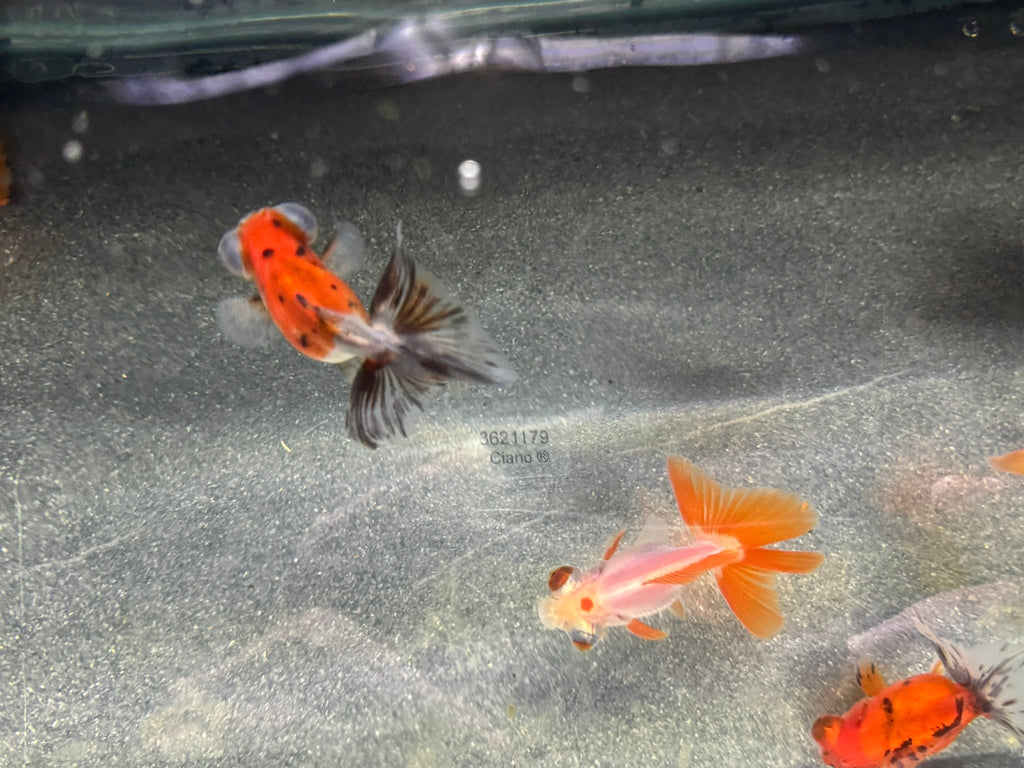 Butterfly Moor Fancy Goldfish 6 - 8cm Assorted colours (BF5B) - Newlyn - pets - Newlyn - pets - 