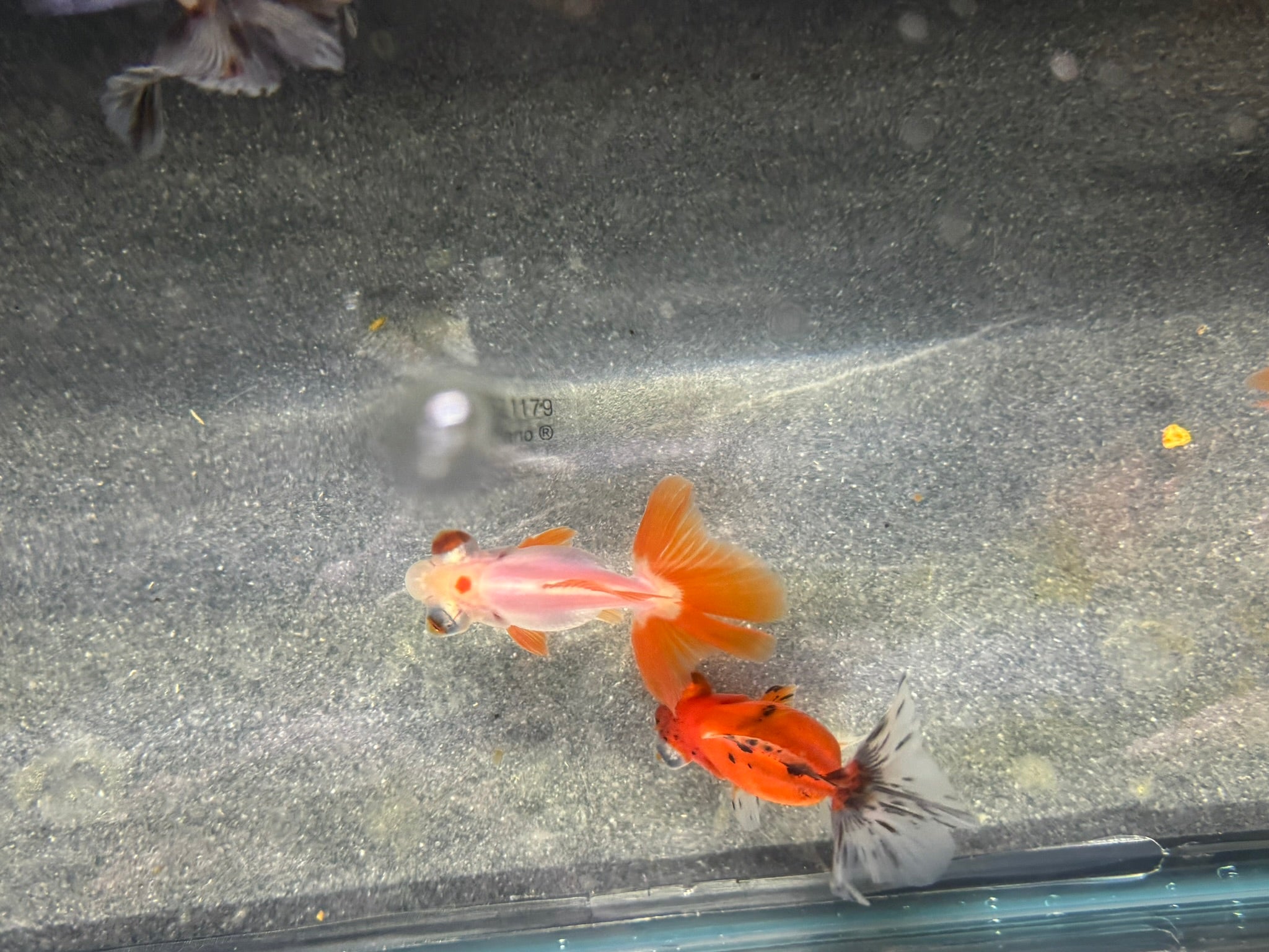 Butterfly Moor Fancy Goldfish 6 - 8cm Assorted colours (BF5B) - Newlyn - pets - Newlyn - pets - 