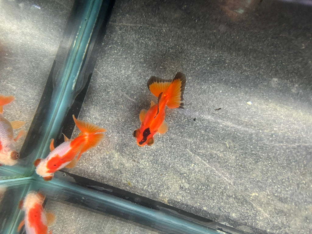 Butterfly Moor Fancy Goldfish 6 - 8cm Assorted colours (BF5B) - Newlyn - pets - Newlyn - pets - 