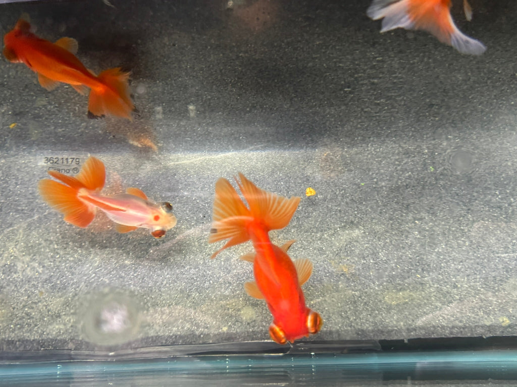 Butterfly Moor Fancy Goldfish 6 - 8cm Assorted colours (BF5B) - Newlyn - pets - Newlyn - pets - 