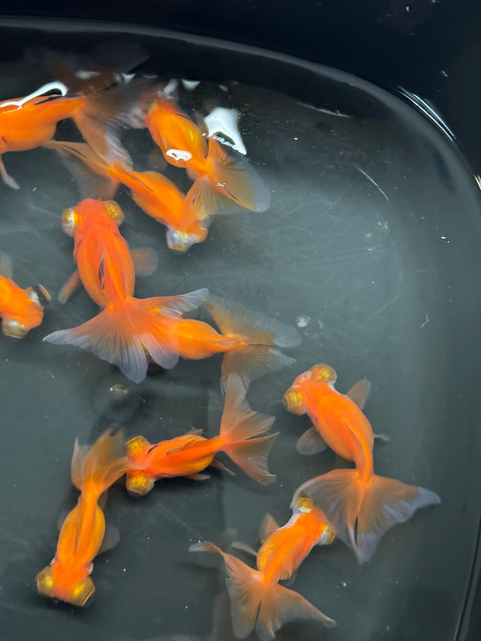 Butterfly Moor Red 6 - 7cm Chinese Fancy Goldfish (BF10A) - Newlyn - pets - Newlyn - pets - 