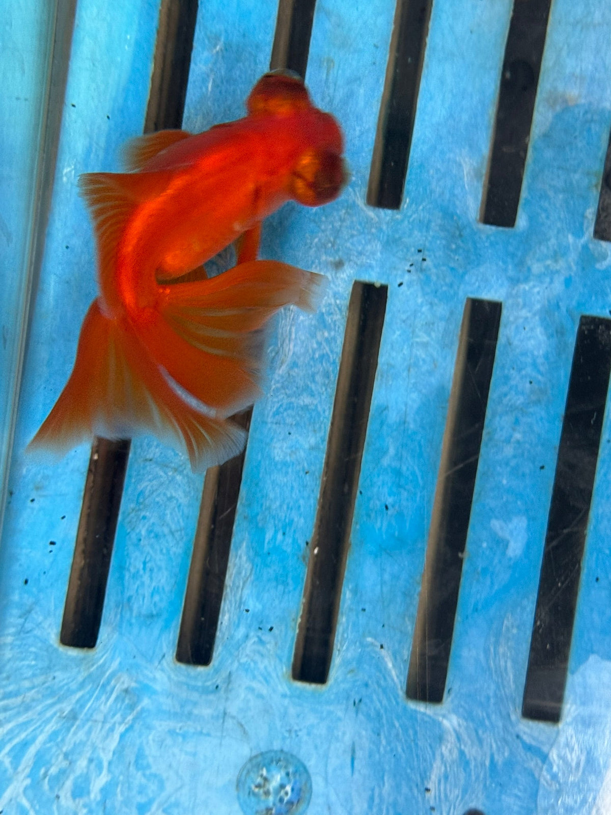 Butterfly Moor Red 9-10cm Chinese Fancy Goldfish Fish In The Photo - Newlyn-pets - Newlyn-pets - 