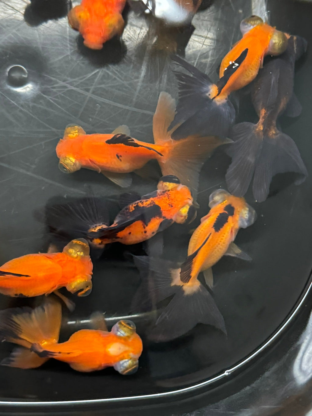 Butterfly Moor Red/Black 6 - 7cm Chinese Fancy Goldfish (BF12B) - Newlyn - pets - Newlyn - pets - 