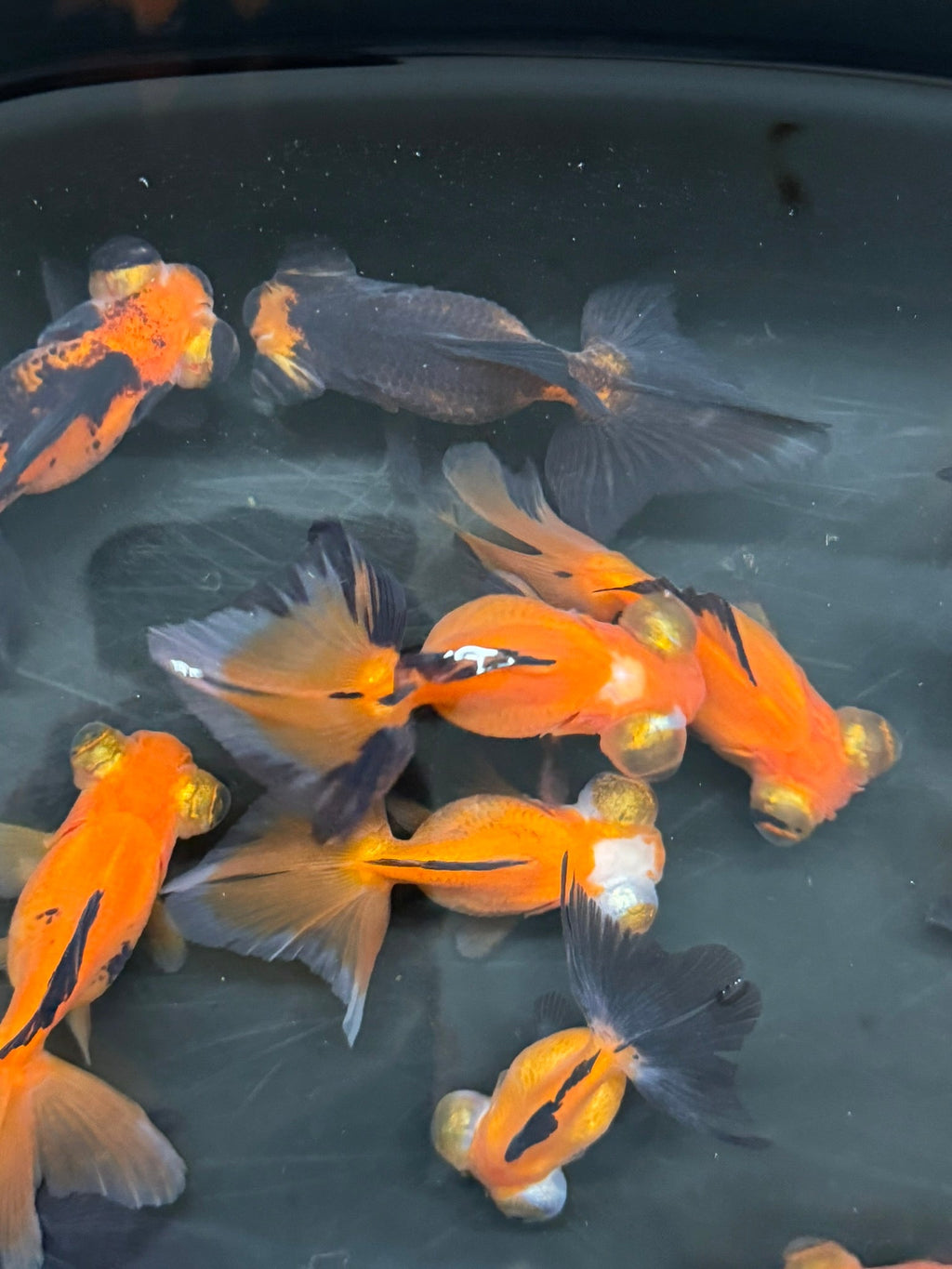 Butterfly Moor Red/Black 6 - 7cm Chinese Fancy Goldfish (BF12B) - Newlyn - pets - Newlyn - pets - 