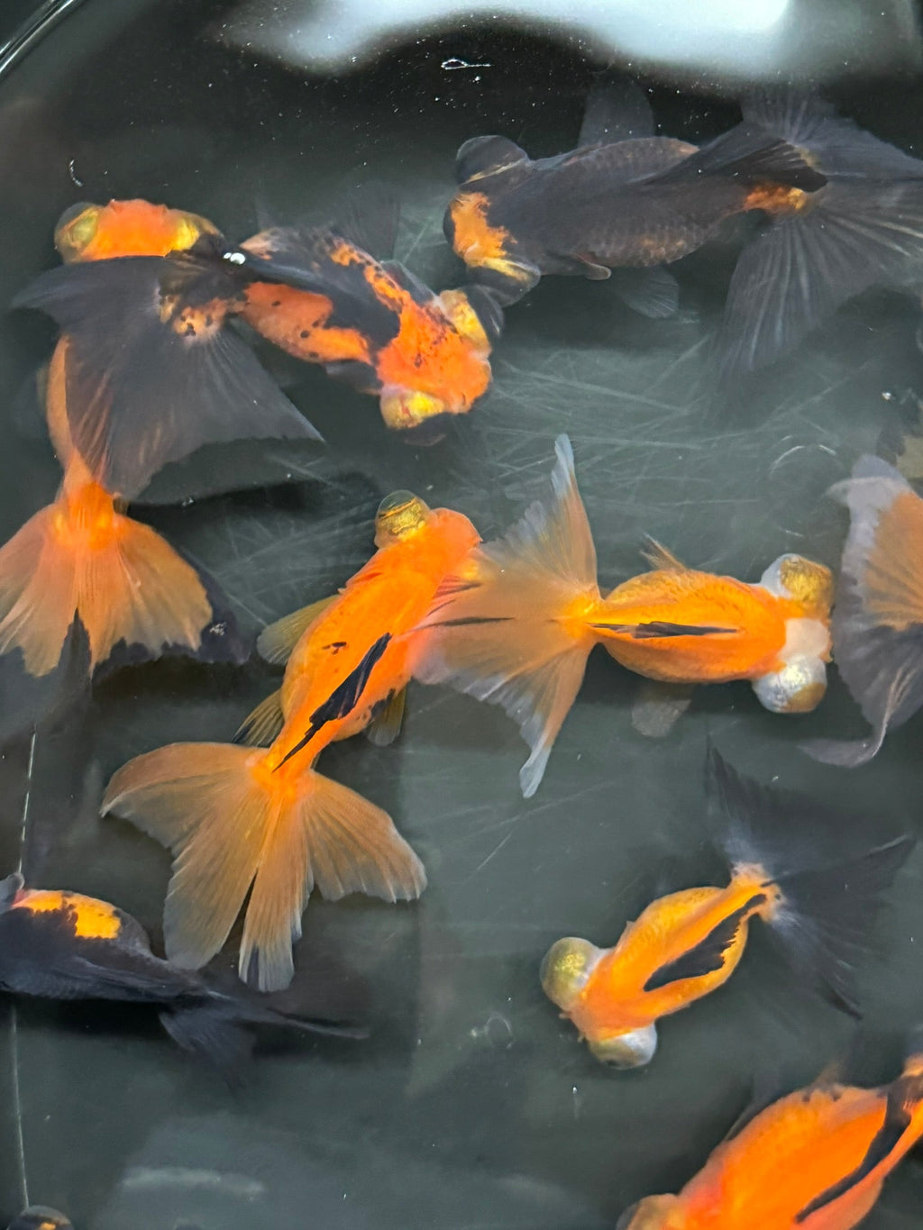 Butterfly Moor Red/Black 6 - 7cm Chinese Fancy Goldfish (BF12B) - Newlyn - pets - Newlyn - pets - 