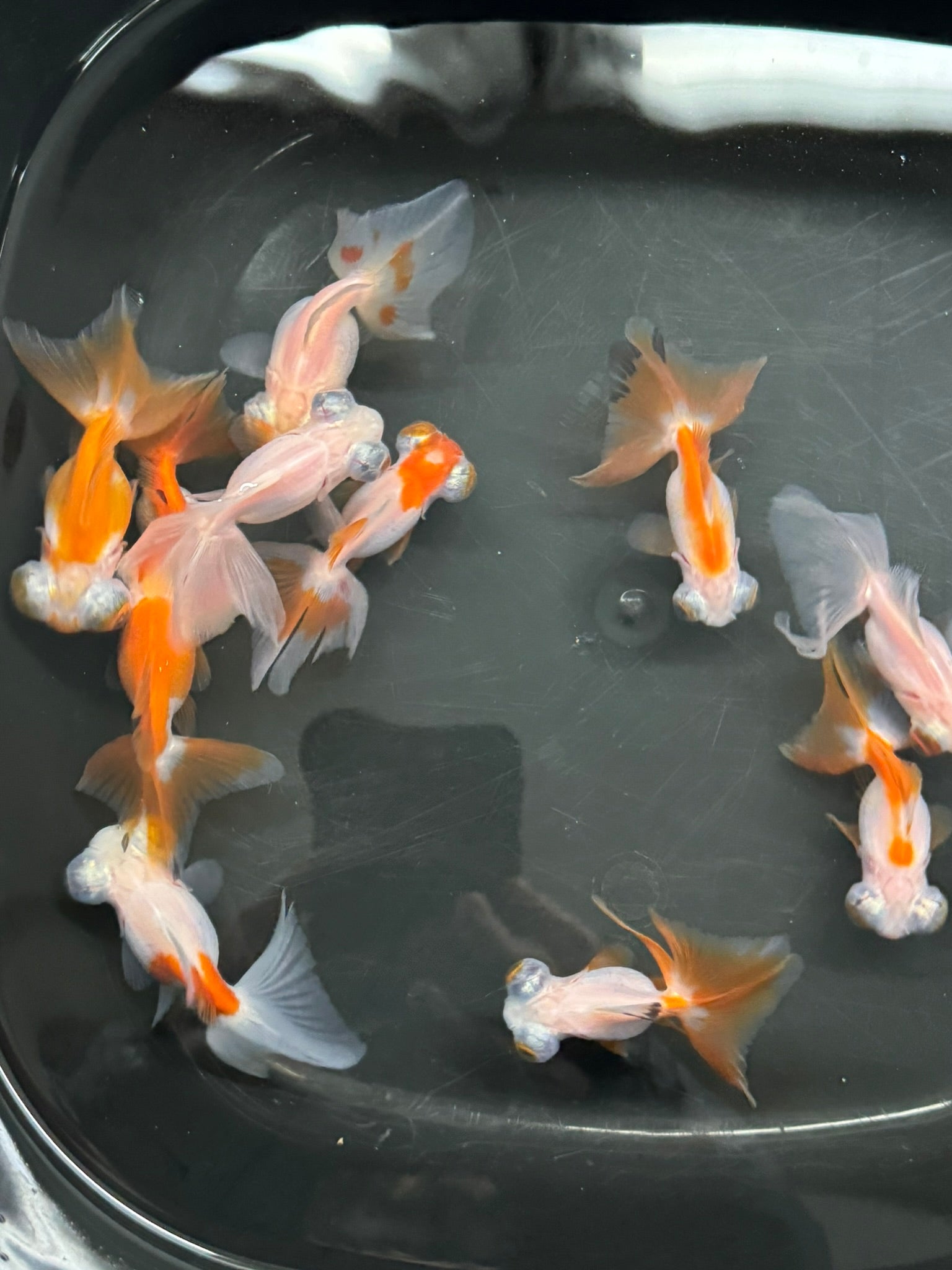 Butterfly Moor Red/White 6 - 7cm Chinese Fancy Goldfish (BF11B) - Newlyn - pets - Newlyn - pets - 