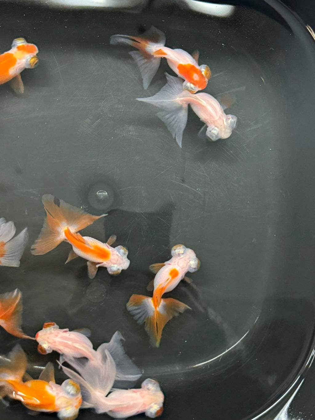 Butterfly Moor Red/White 6 - 7cm Chinese Fancy Goldfish (BF11B) - Newlyn - pets - Newlyn - pets - 