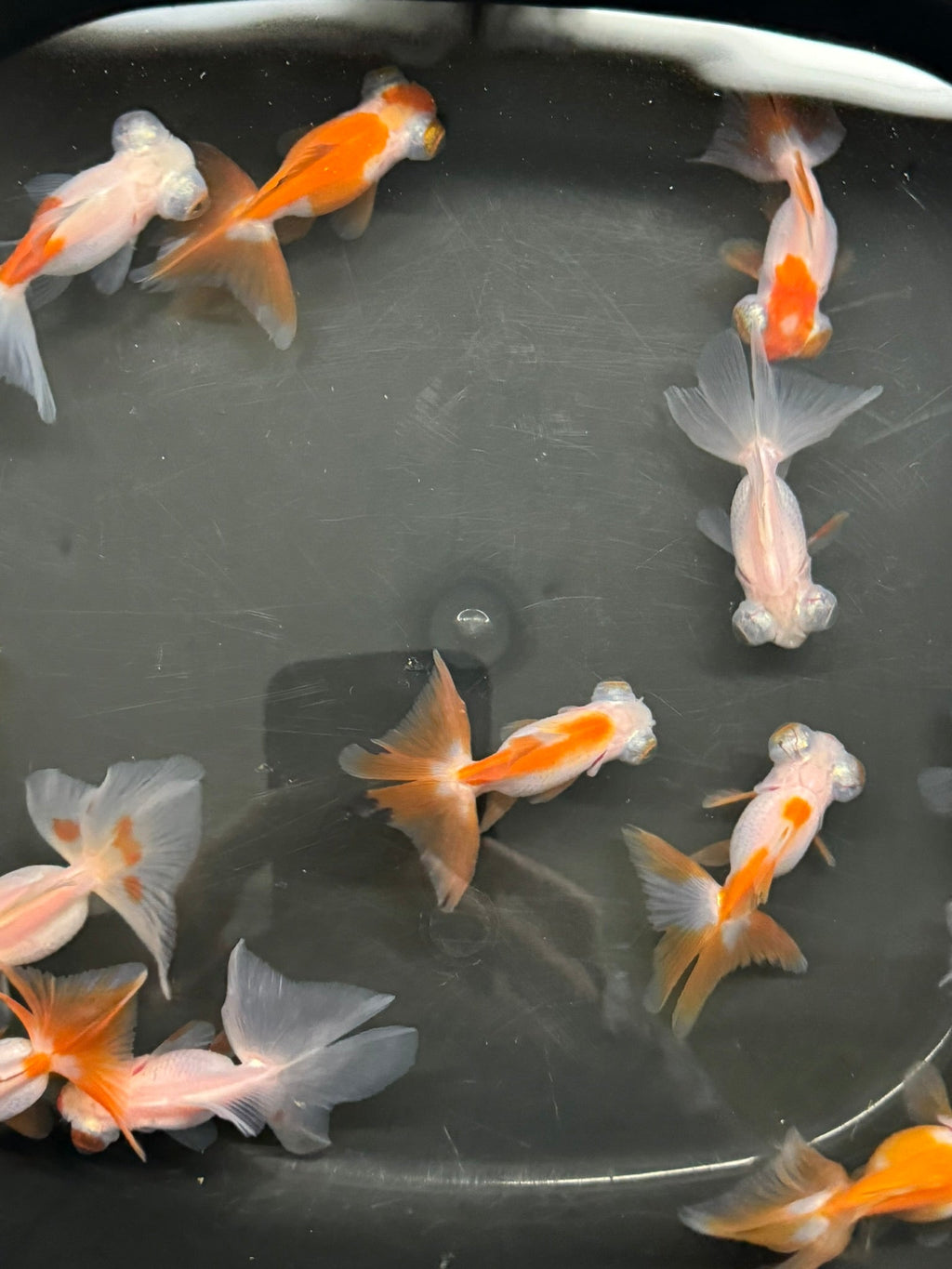 Butterfly Moor Red/White 6 - 7cm Chinese Fancy Goldfish (BF11B) - Newlyn - pets - Newlyn - pets - 