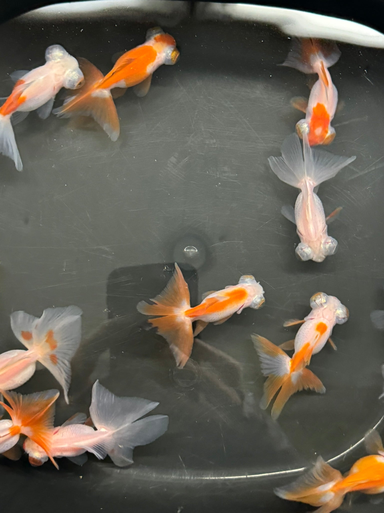 Butterfly Moor Red/White 6 - 7cm Chinese Fancy Goldfish (BF11B) - Newlyn - pets - Newlyn - pets - 