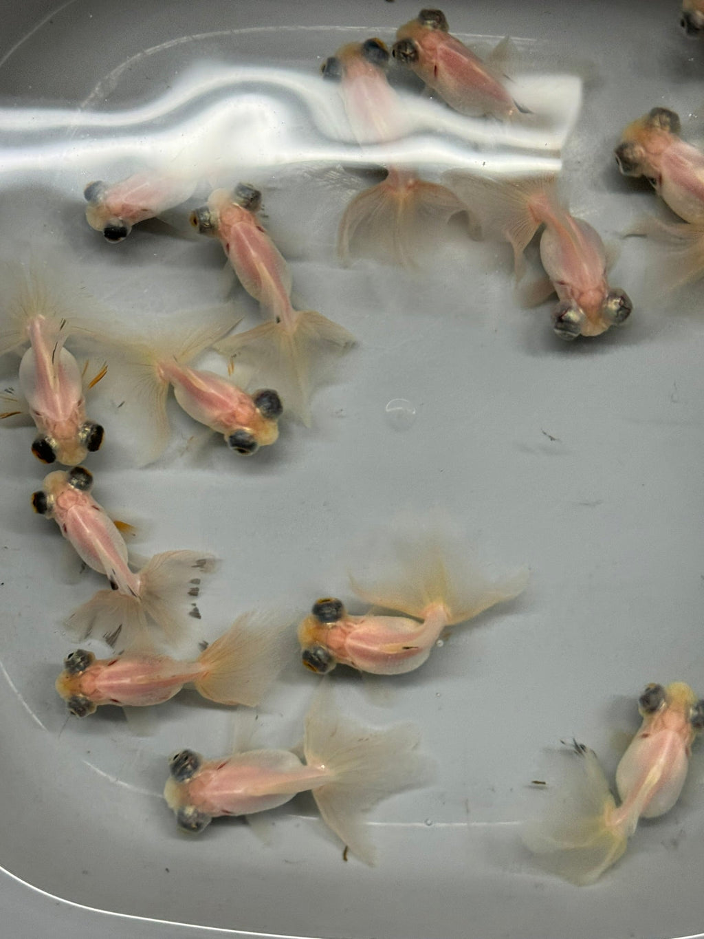 Butterfly Moor Silver/White 6 - 7cm Chinese Fancy Goldfish (BF10B) - Newlyn - pets - Newlyn - pets - 