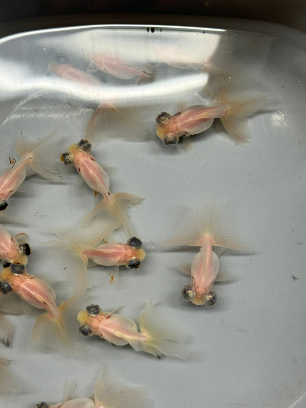 Butterfly Moor Silver/White 6 - 7cm Chinese Fancy Goldfish (BF10B) - Newlyn - pets - Newlyn - pets - 