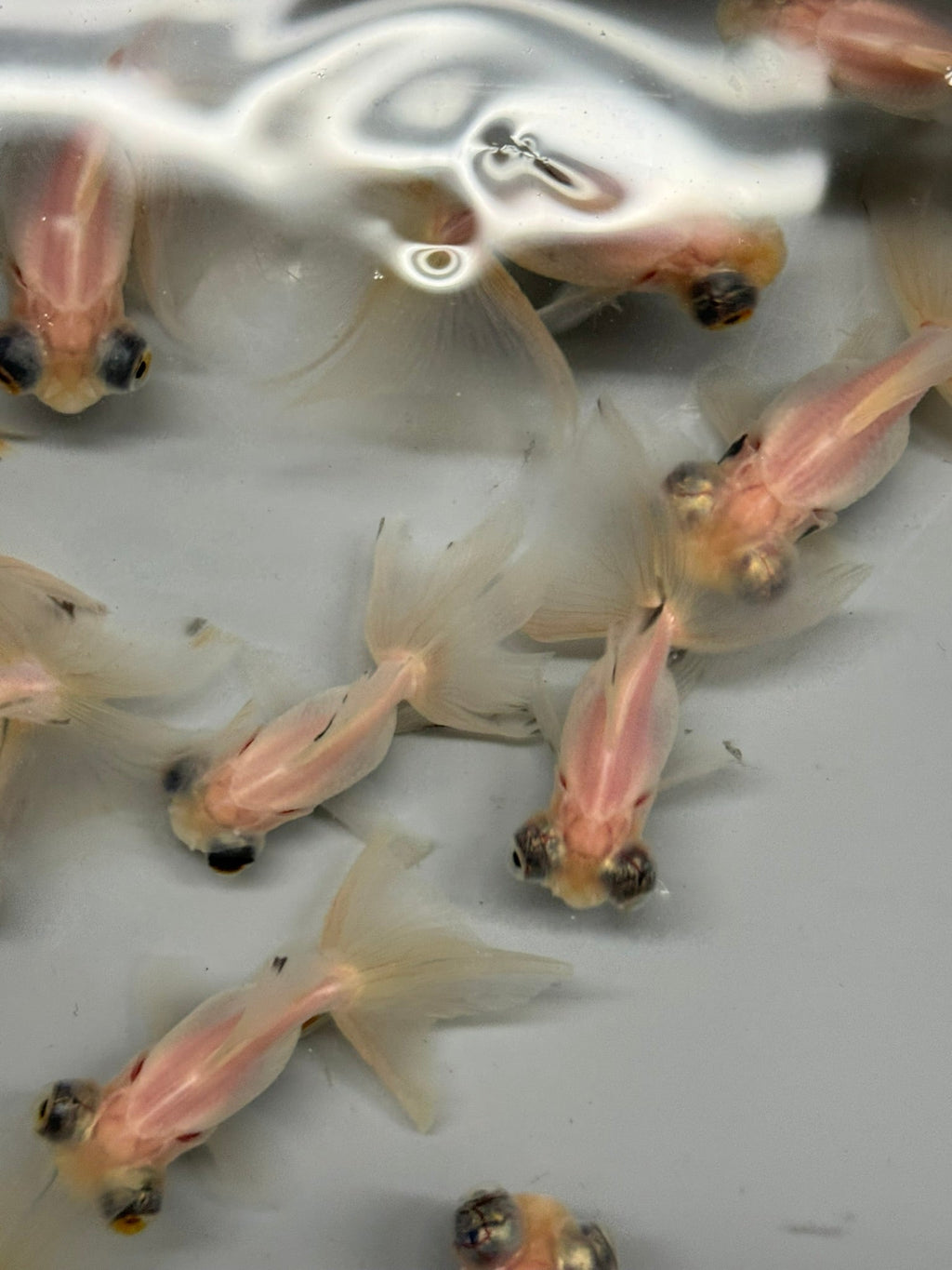 Butterfly Moor Silver/White 6 - 7cm Chinese Fancy Goldfish (BF10B) - Newlyn - pets - Newlyn - pets - 