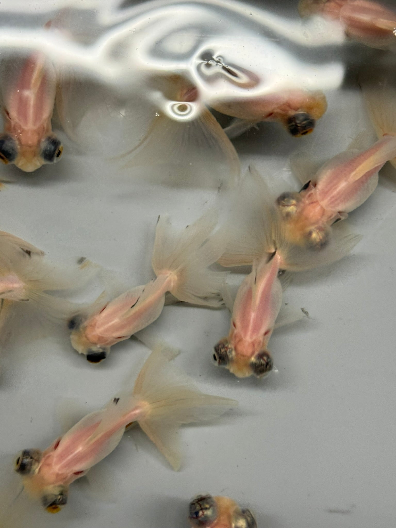 Butterfly Moor Silver/White 6 - 7cm Chinese Fancy Goldfish (BF10B) - Newlyn - pets - Newlyn - pets - 
