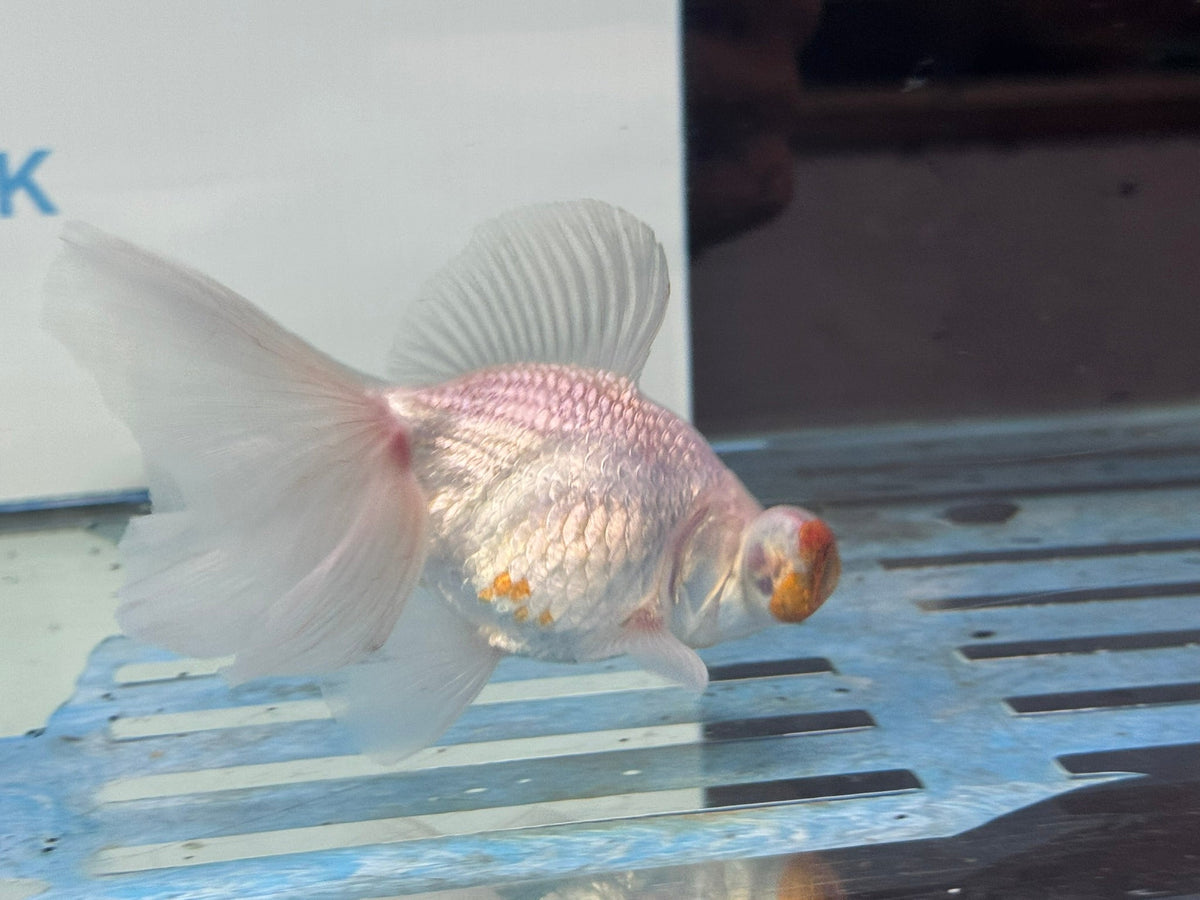 Butterfly Moor Silver/White 9-10cm Chinese Fancy Goldfish Fish In The Photo - Newlyn-pets - Newlyn-pets - 