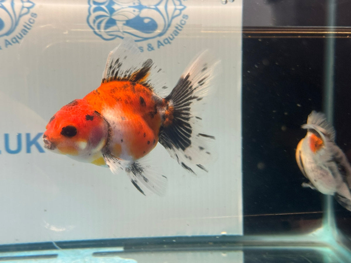Calico Broadtail Oranda Chinese Fancy Goldfish 7-8cm - Newlyn-pets - Newlyn-pets - 