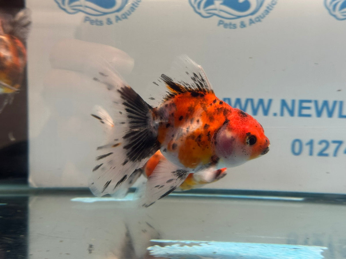 Calico Broadtail Oranda Chinese Fancy Goldfish 7-8cm - Newlyn-pets - Newlyn-pets - 