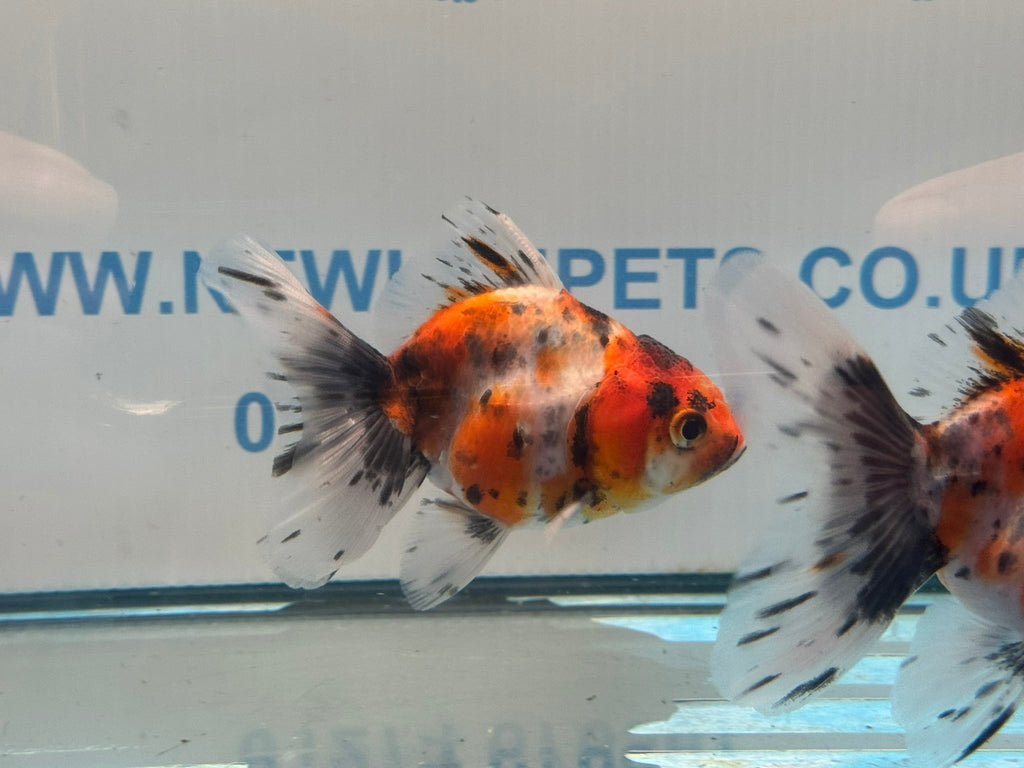 Calico Broadtail Oranda Chinese Fancy Goldfish 7-8cm - Newlyn-pets - Newlyn-pets - 