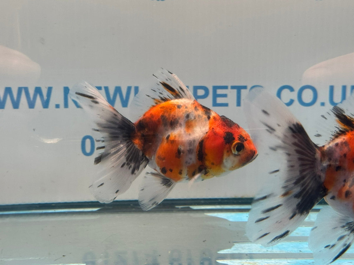 Calico Broadtail Oranda Chinese Fancy Goldfish 7-8cm - Newlyn-pets - Newlyn-pets - 