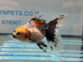 Calico Broadtail Oranda Chinese Fancy Goldfish 7-8cm - Newlyn-pets - Newlyn-pets - 
