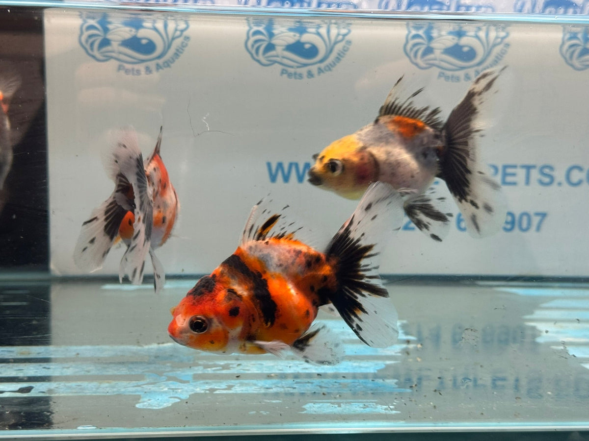 Calico Broadtail Oranda Chinese Fancy Goldfish 7-8cm - Newlyn-pets - Newlyn-pets - 