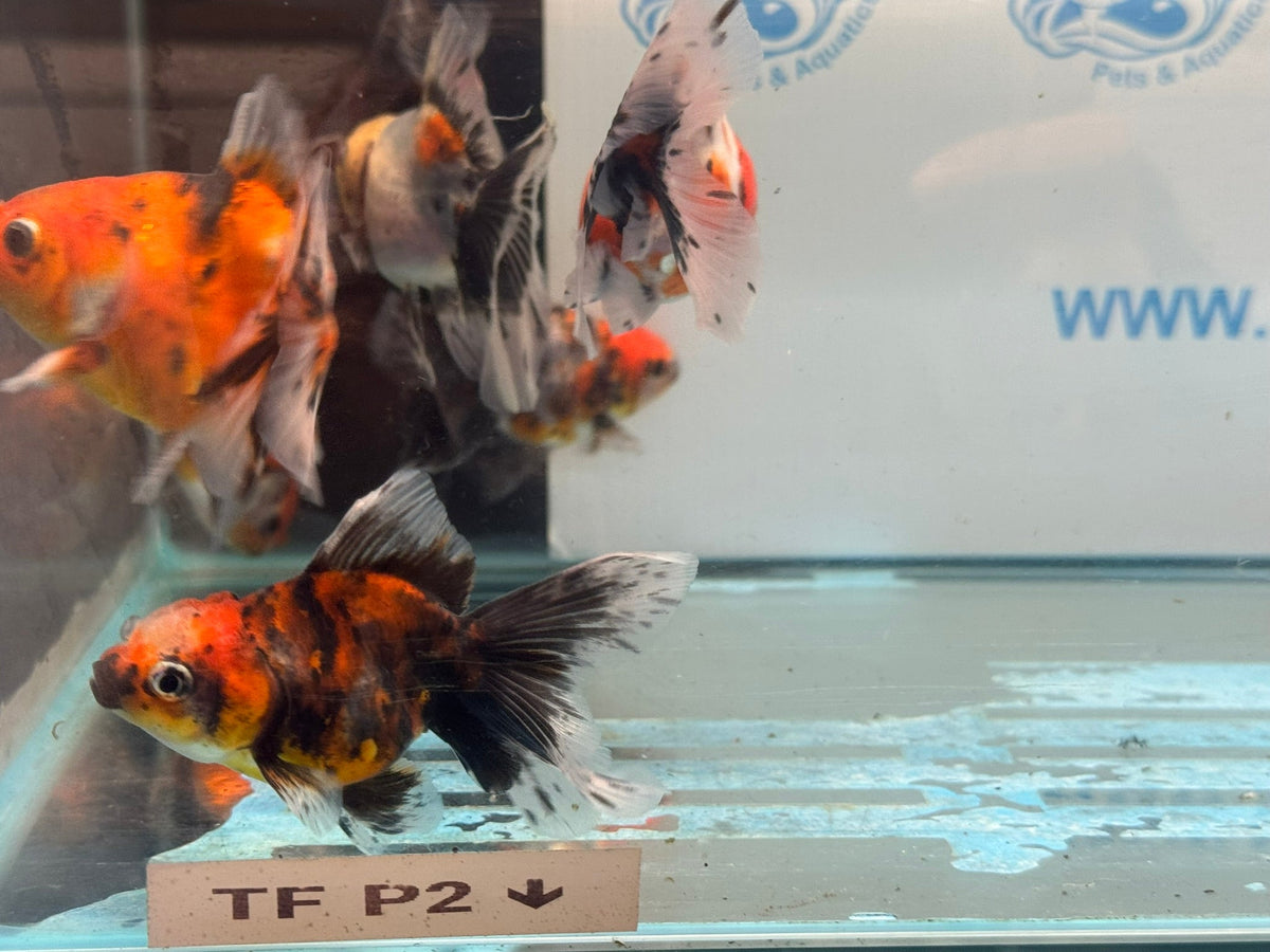 Calico Broadtail Oranda Chinese Fancy Goldfish 7-8cm - Newlyn-pets - Newlyn-pets - 
