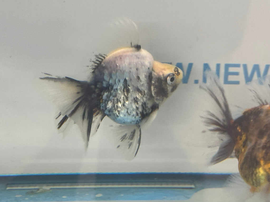 Calico BroadTail Ryukin 7 - 8cm - Newlyn - pets - Newlyn - pets - 