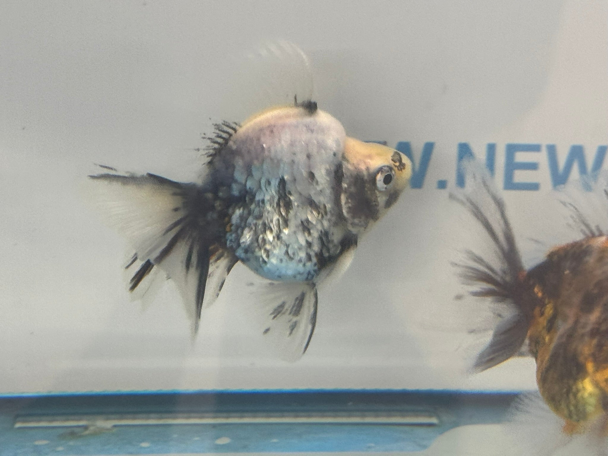 Calico BroadTail Ryukin 7 - 8cm - Newlyn - pets - Newlyn - pets - 