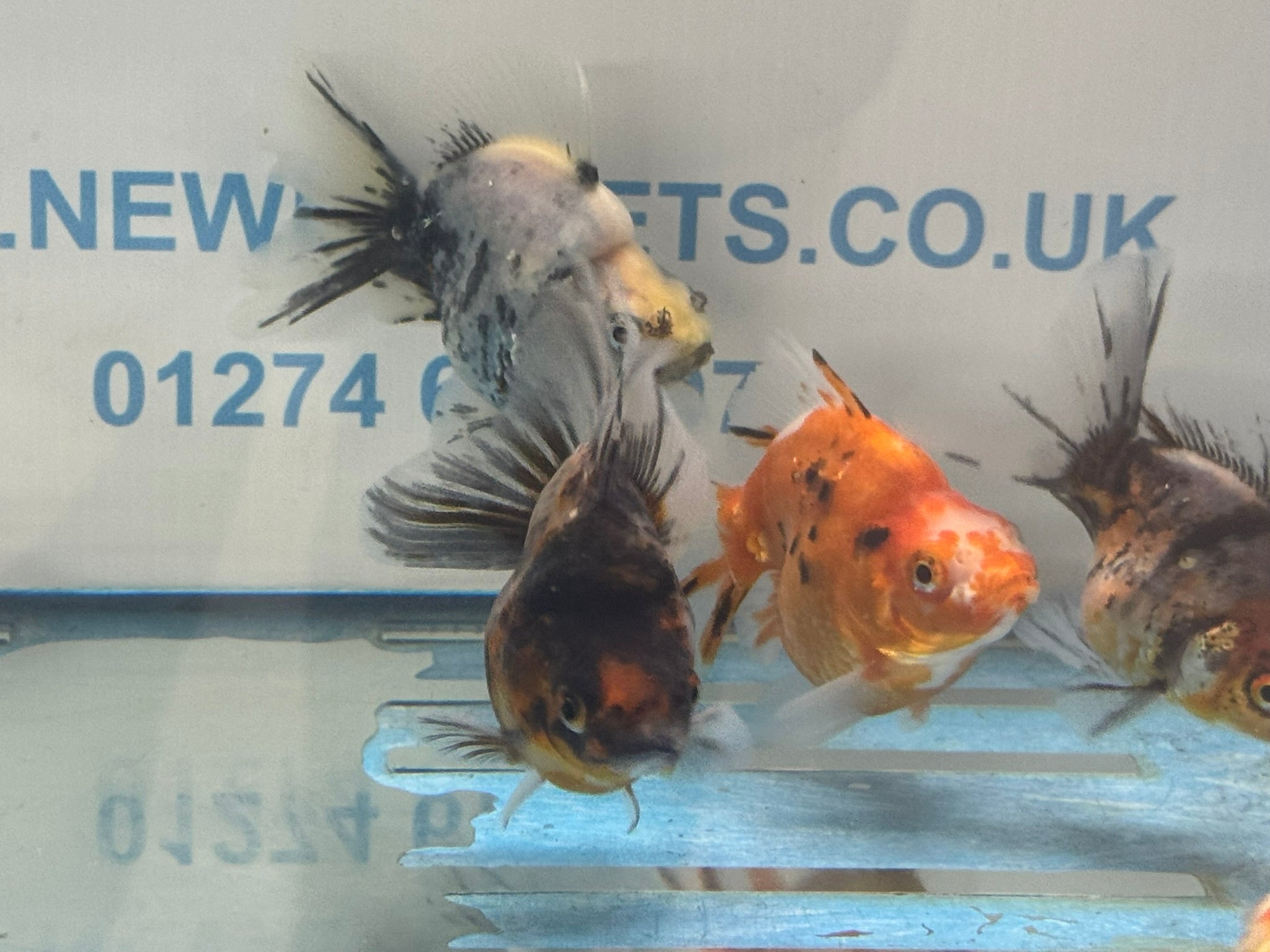 Calico BroadTail Ryukin 7 - 8cm - Newlyn - pets - Newlyn - pets - 