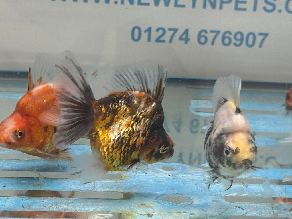 Calico BroadTail Ryukin 7 - 8cm - Newlyn - pets - Newlyn - pets - 