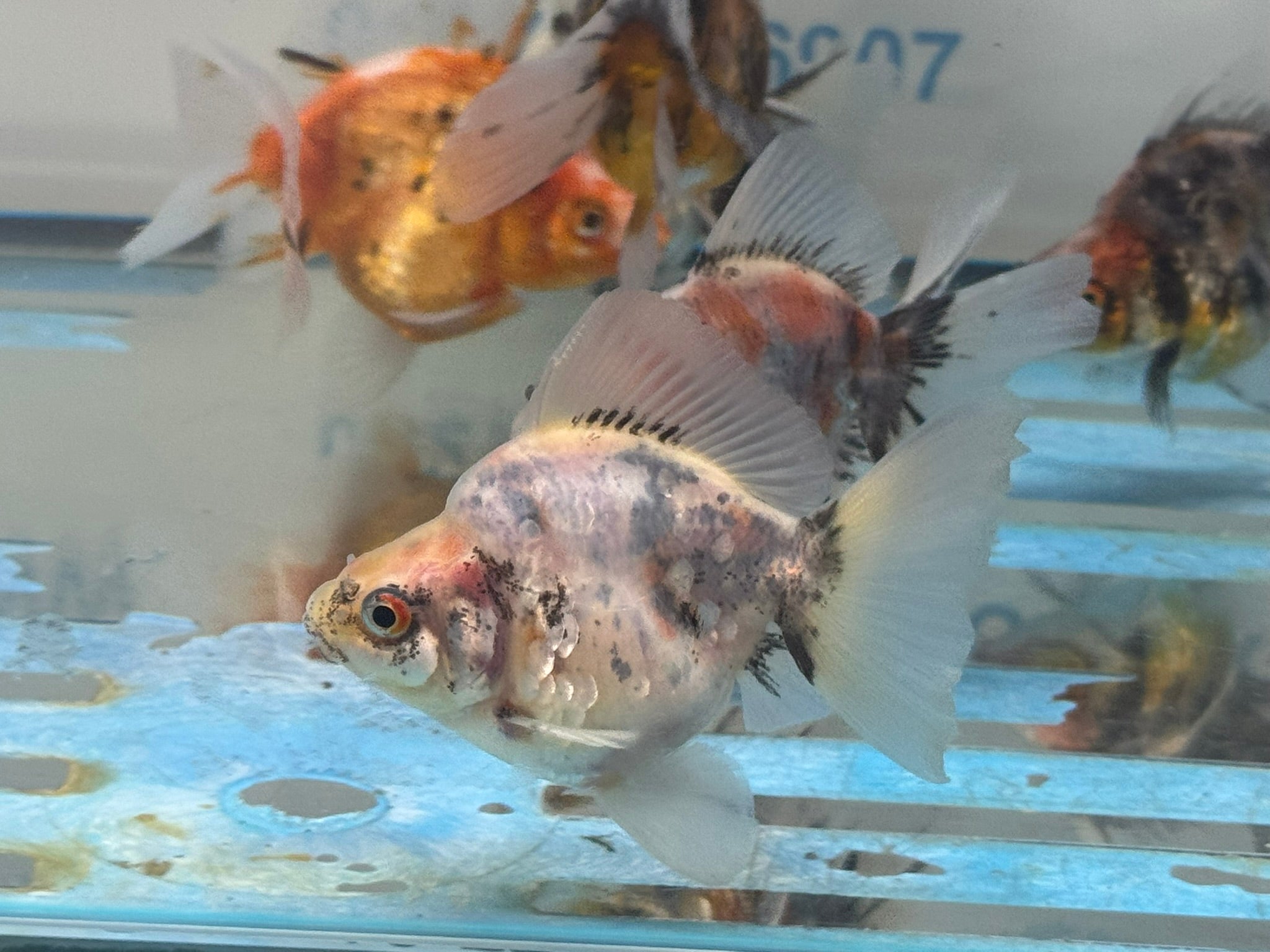 Calico BroadTail Ryukin 7 - 8cm - Newlyn - pets - Newlyn - pets - 