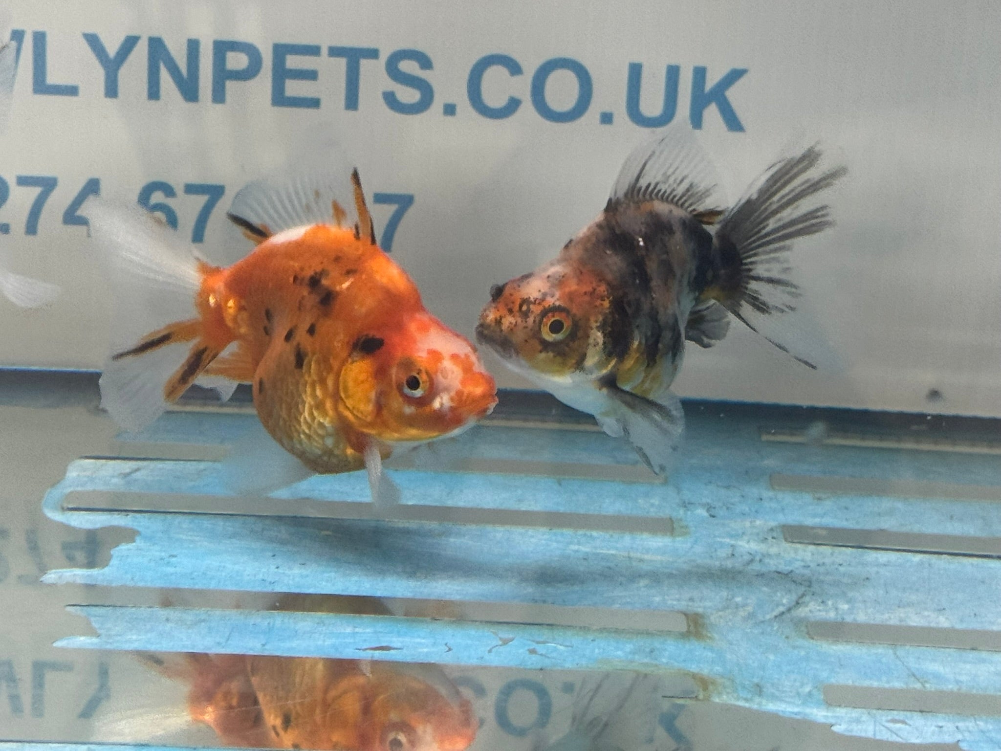Calico BroadTail Ryukin 7 - 8cm - Newlyn - pets - Newlyn - pets - 