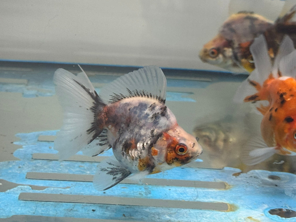 Calico BroadTail Ryukin 7 - 8cm - Newlyn - pets - Newlyn - pets - 