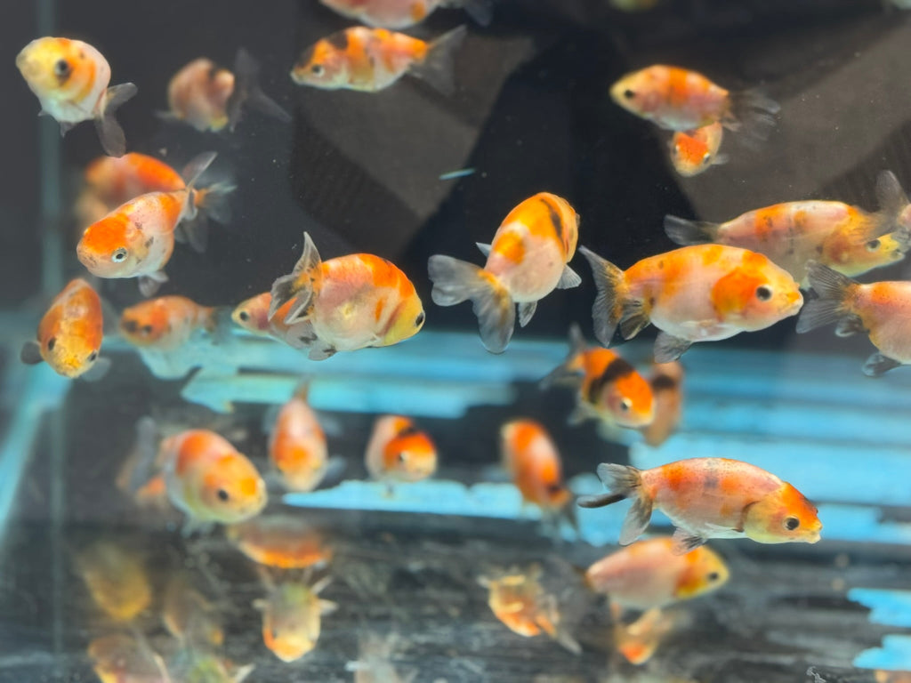 Calico Lionhead 5 - 7cm Fancy Goldfish - Newlyn - pets - Newlyn - pets - 