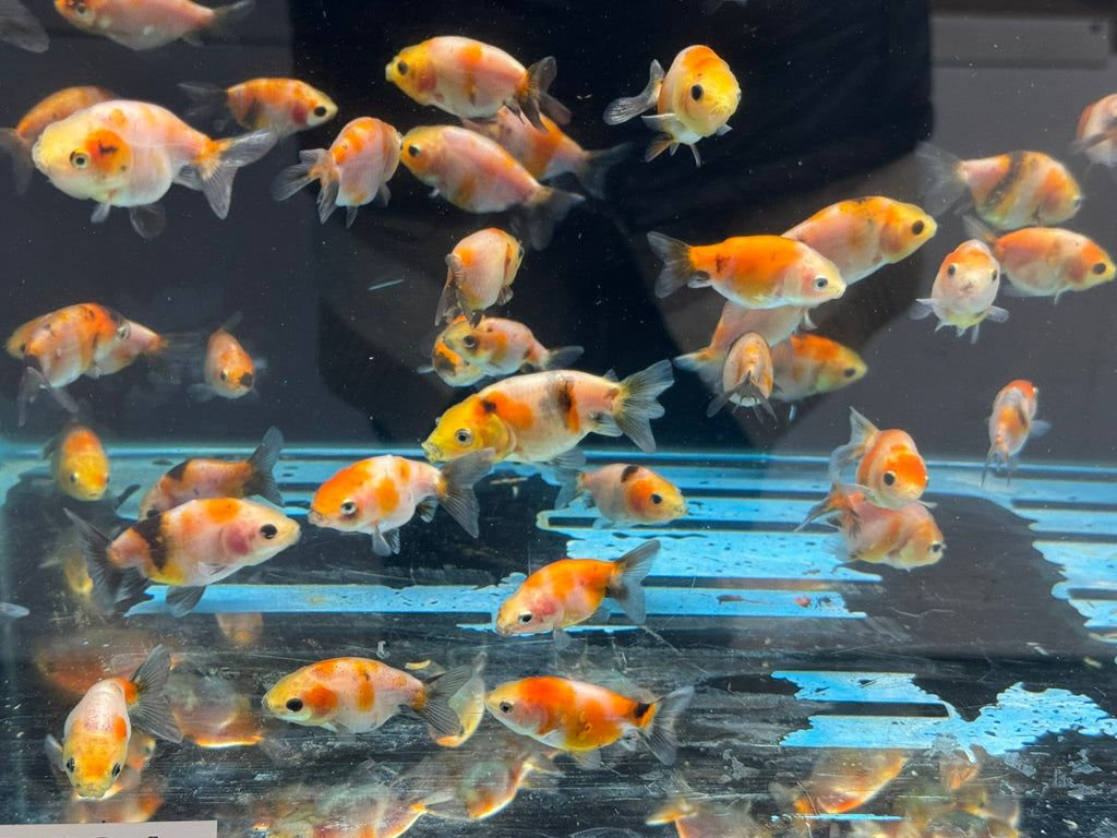 Calico Lionhead 5 - 7cm Fancy Goldfish - Newlyn - pets - Newlyn - pets - 