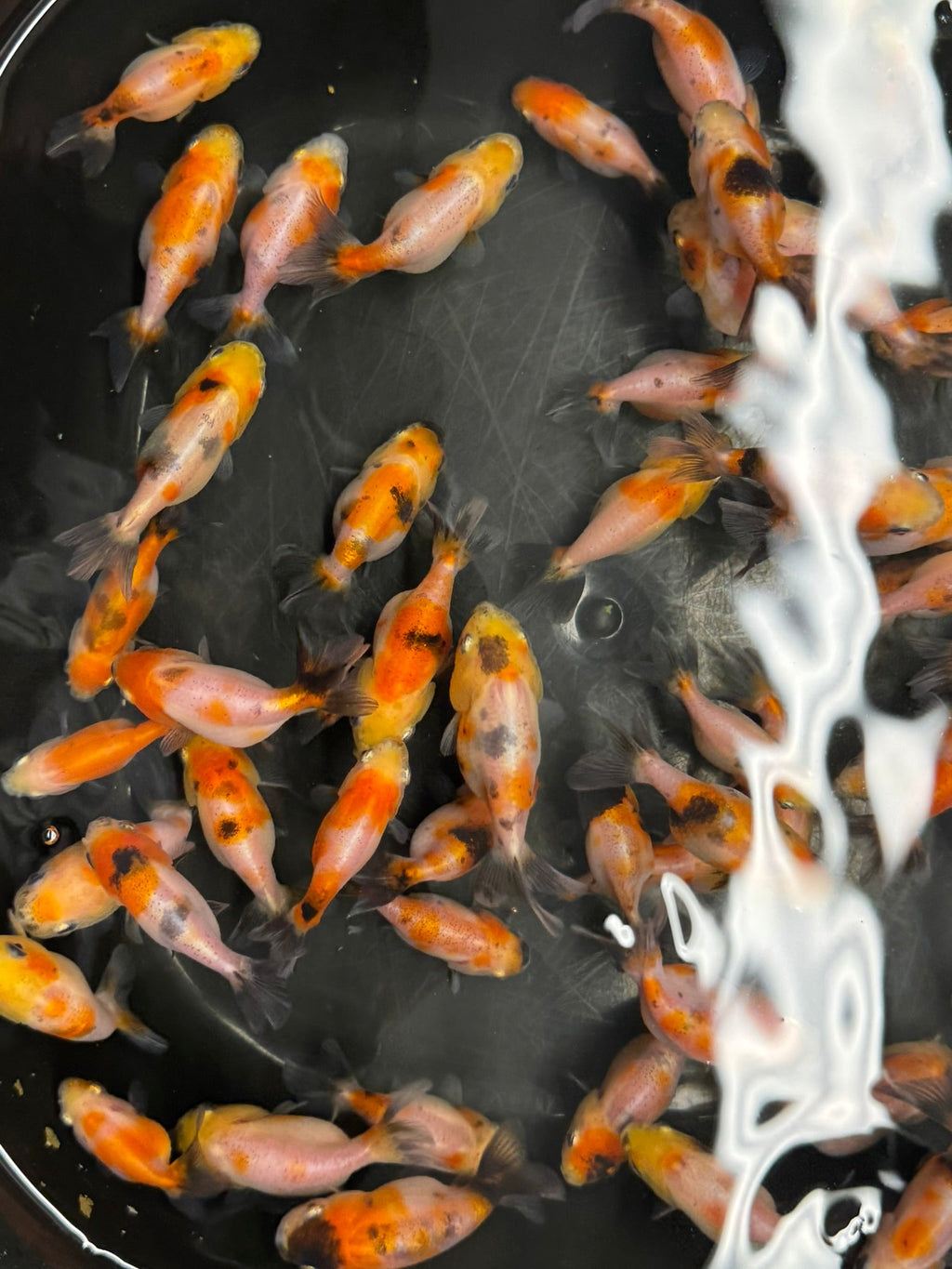 Calico Lionhead 5 - 7cm Fancy Goldfish - Newlyn - pets - Newlyn - pets - 