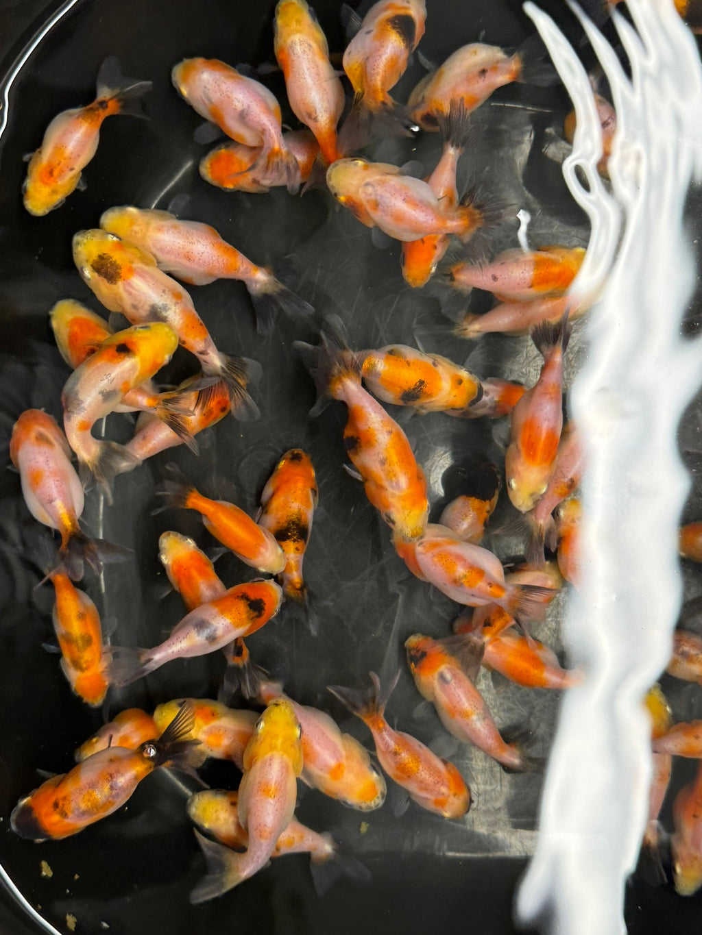 Calico Lionhead 5 - 7cm Fancy Goldfish - Newlyn - pets - Newlyn - pets - 