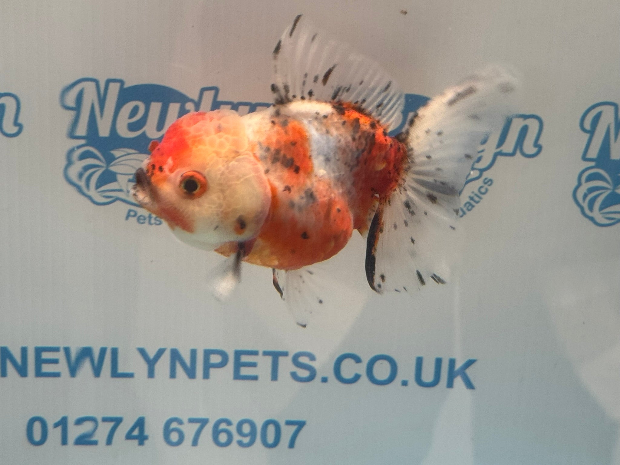 Calico Oranda 12 - 13cm CO3 (Fish in photo) - Newlyn - pets - Newlyn - pets - 