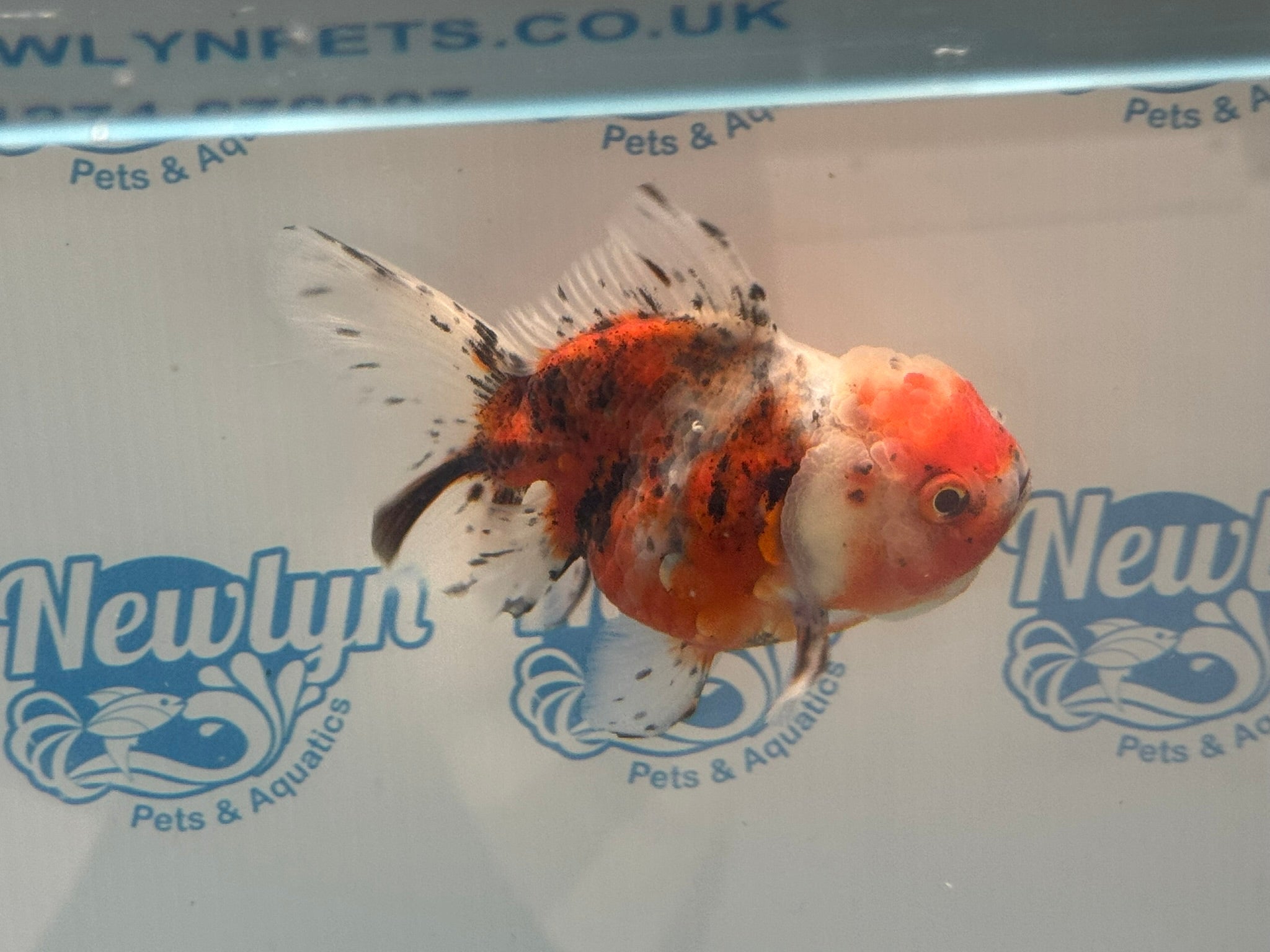 Calico Oranda 12 - 13cm CO3 (Fish in photo) - Newlyn - pets - Newlyn - pets - 