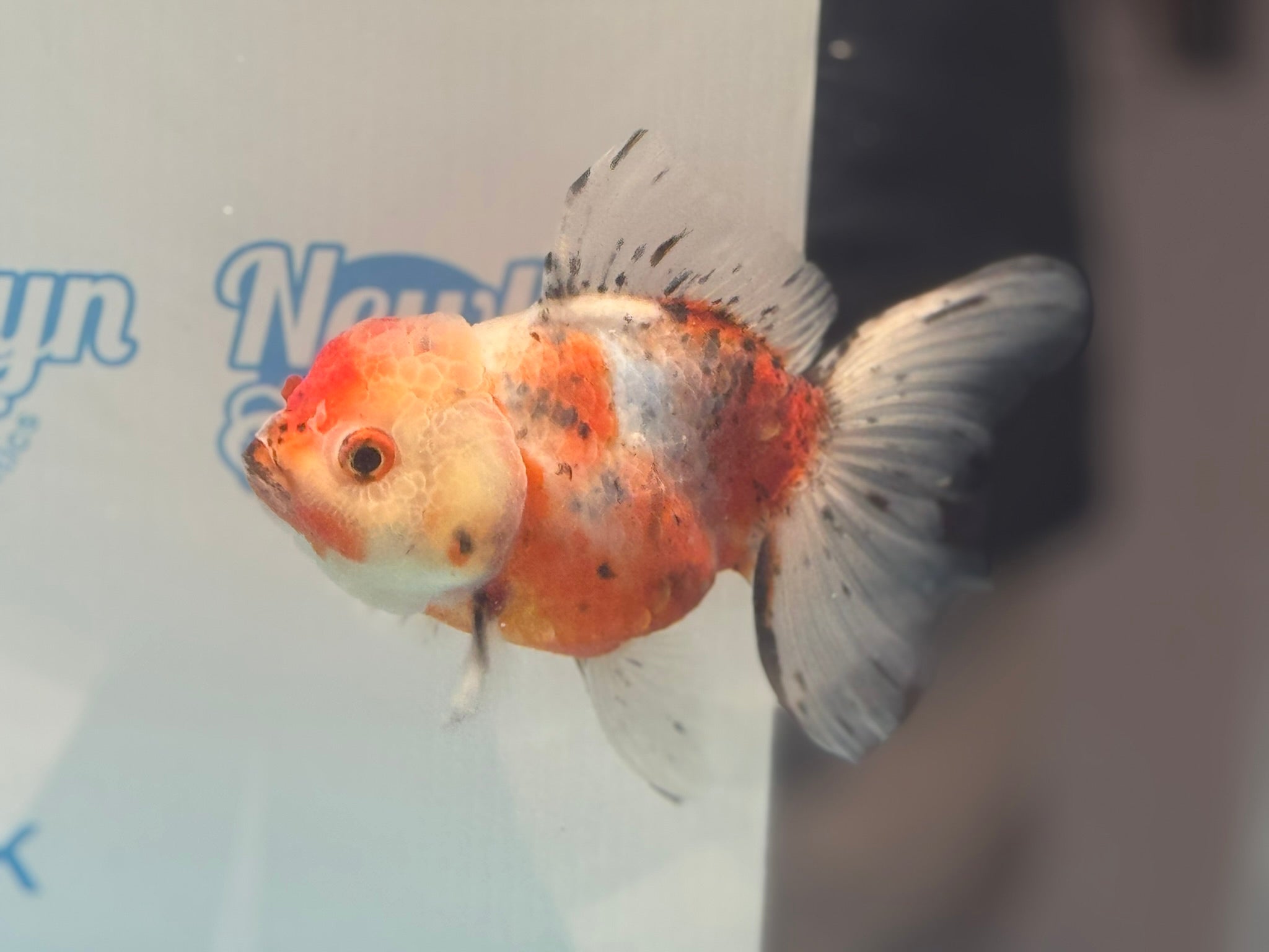 Calico Oranda 12 - 13cm CO3 (Fish in photo) - Newlyn - pets - Newlyn - pets - 