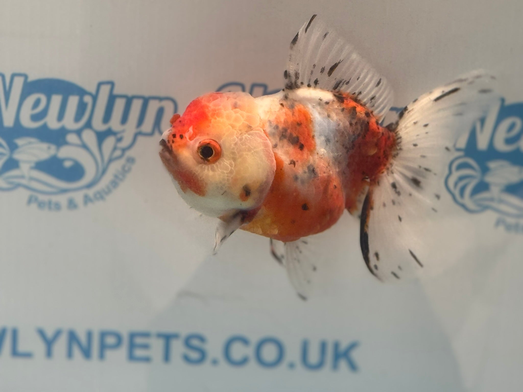 Calico Oranda 12 - 13cm CO3 (Fish in photo) - Newlyn - pets - Newlyn - pets - 