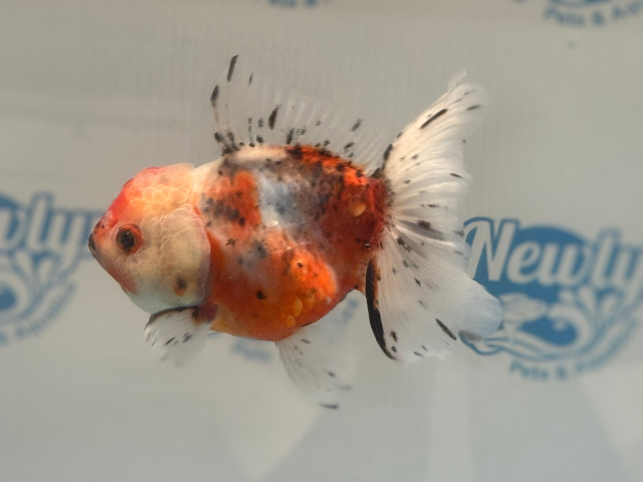 Calico Oranda 12 - 13cm CO3 (Fish in photo) - Newlyn - pets - Newlyn - pets - 