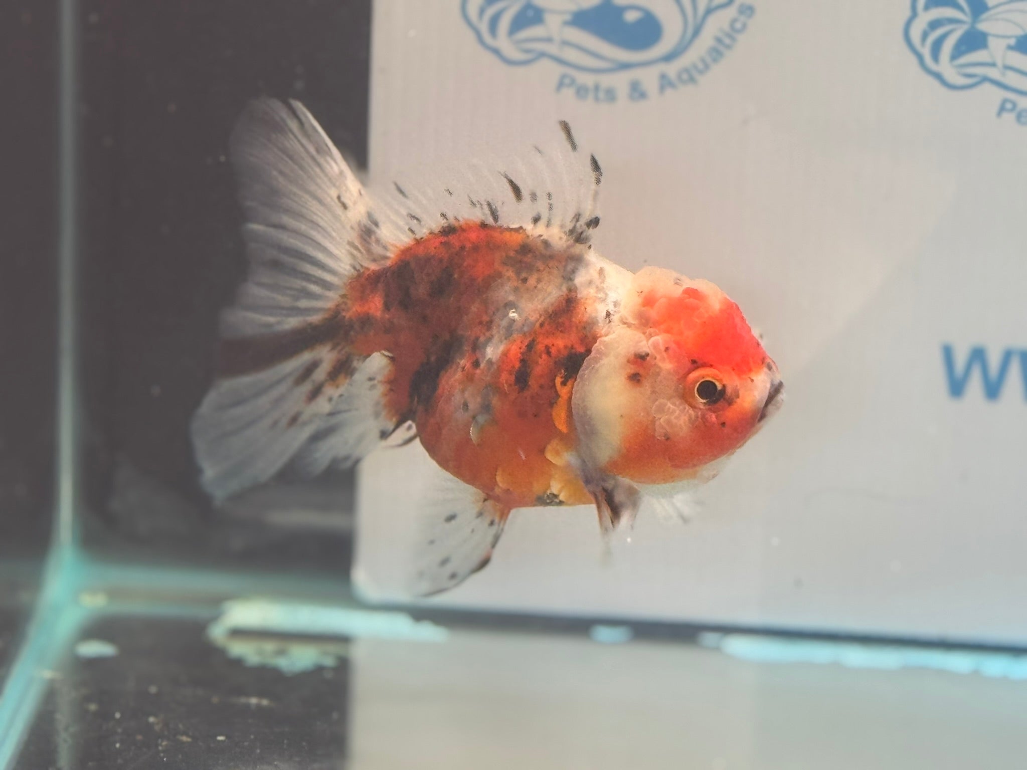 Calico Oranda 12 - 13cm CO3 (Fish in photo) - Newlyn - pets - Newlyn - pets - 