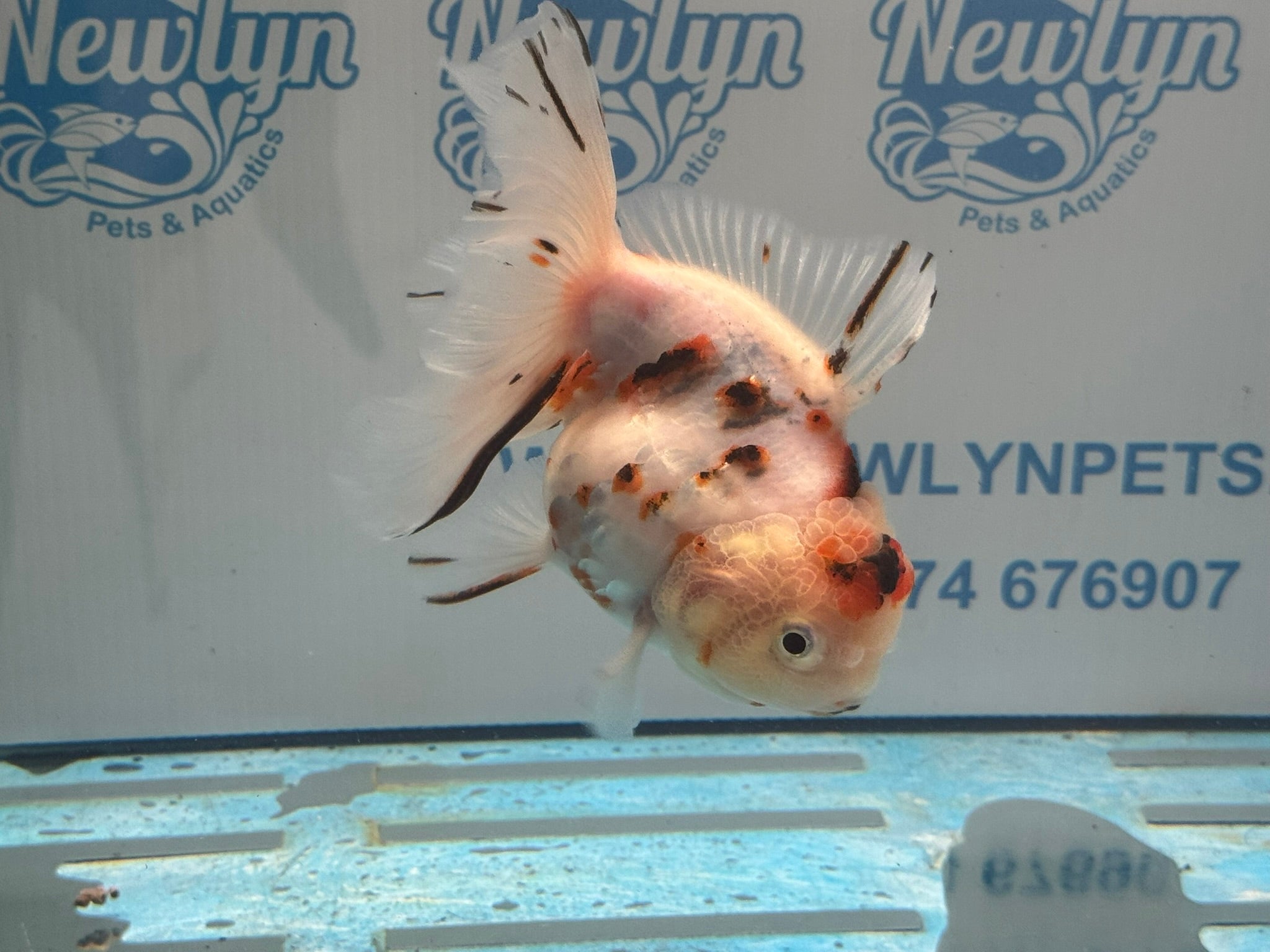Calico Oranda 13 - 14cm OR12hg (Fish in photo) - Newlyn - pets - Newlyn - pets - 