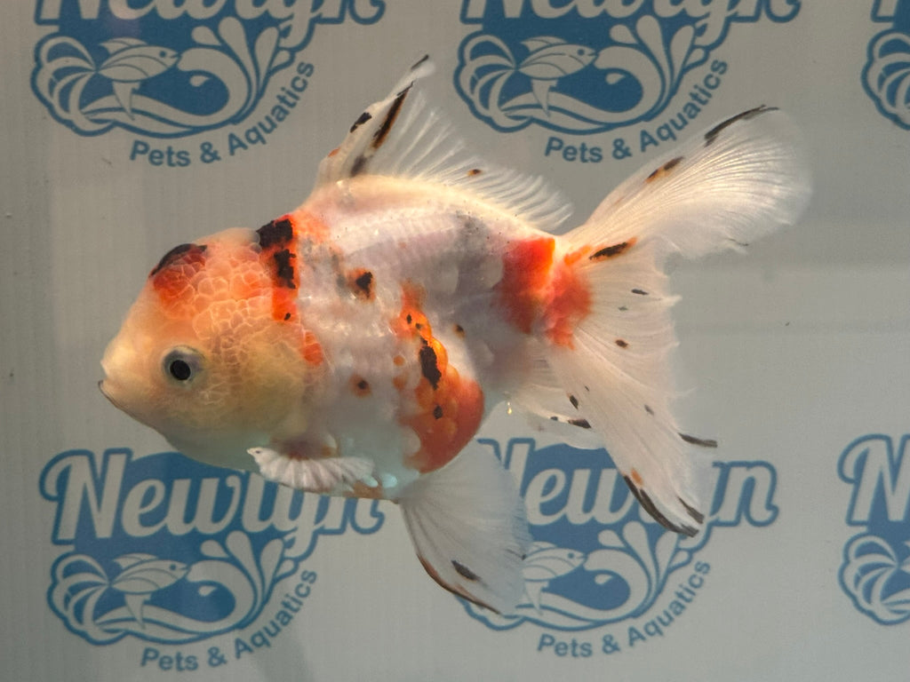 Calico Oranda 13 - 14cm OR12hg (Fish in photo) - Newlyn - pets - Newlyn - pets - 