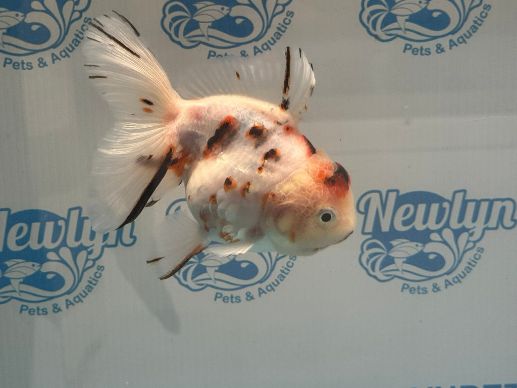 Calico Oranda 13 - 14cm OR12hg (Fish in photo) - Newlyn - pets - Newlyn - pets - 