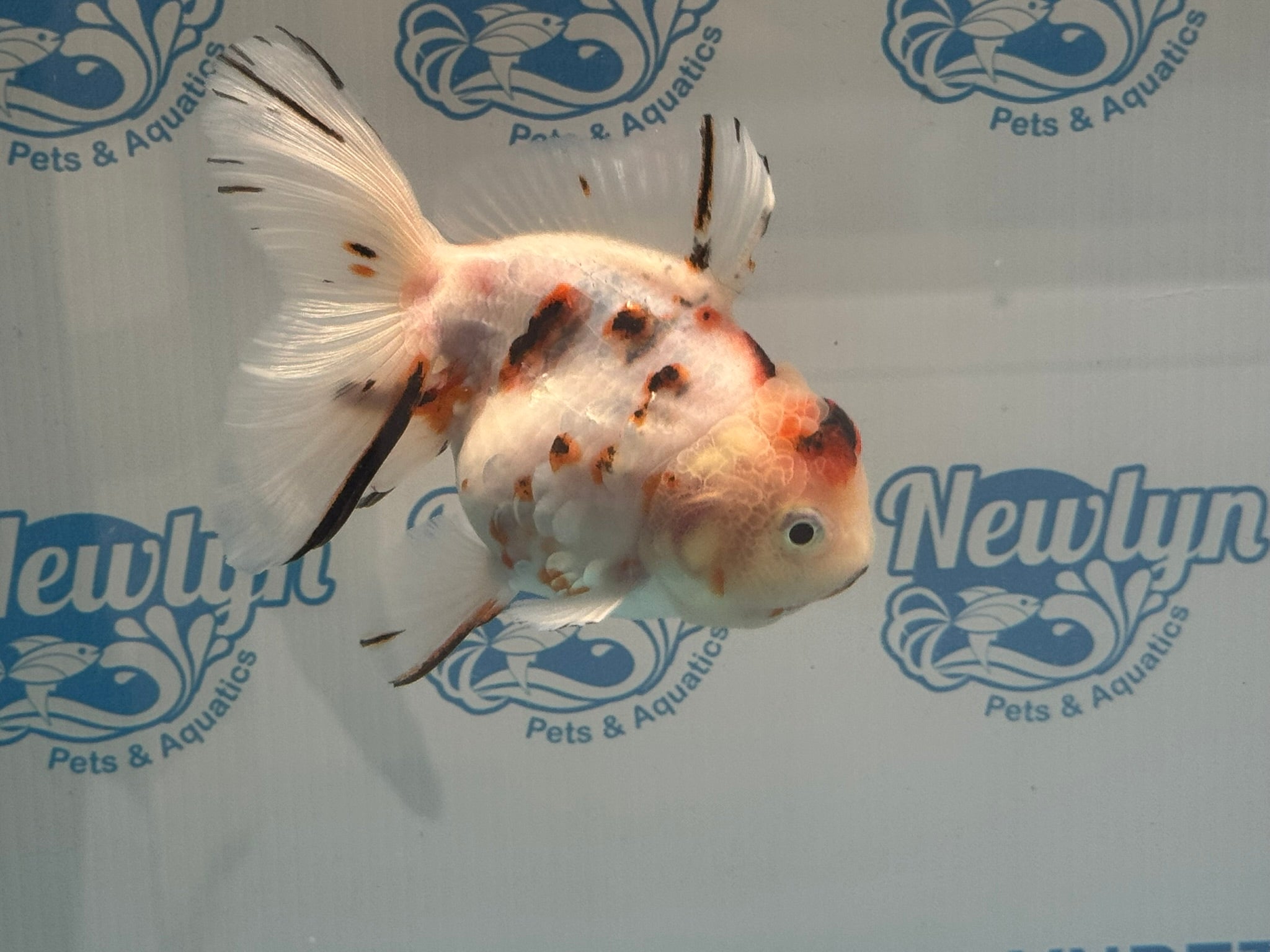 Calico Oranda 13 - 14cm OR12hg (Fish in photo) - Newlyn - pets - Newlyn - pets - 