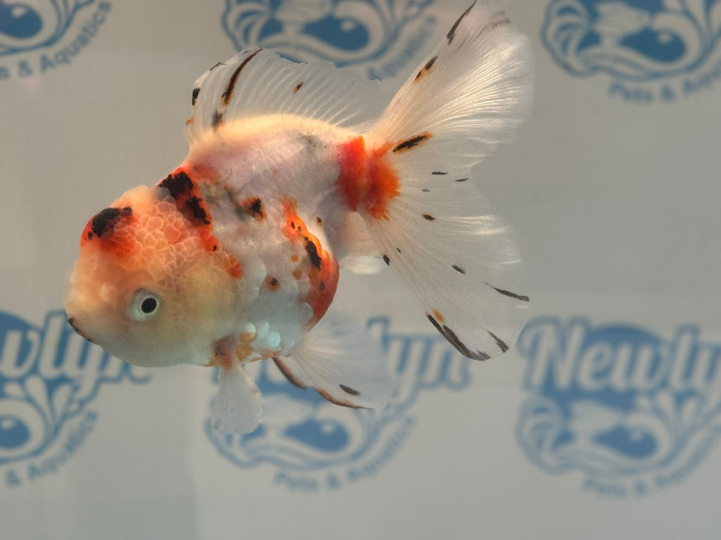 Calico Oranda 13 - 14cm OR12hg (Fish in photo) - Newlyn - pets - Newlyn - pets - 