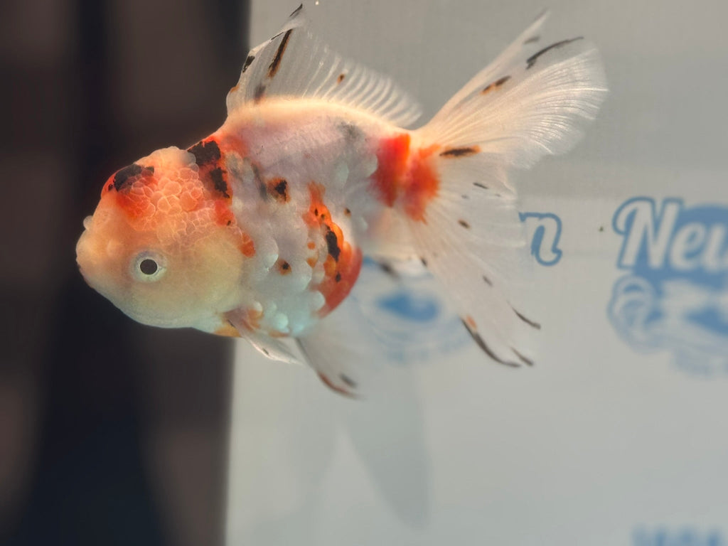 Calico Oranda 13 - 14cm OR12hg (Fish in photo) - Newlyn - pets - Newlyn - pets - 